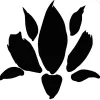 Black Lotus Gym